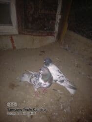 İtlər: Cüt ev göyərçini - Növ: dekorativ/ev göyərçinləri - Say: 2 ədəd (cüt) — 1