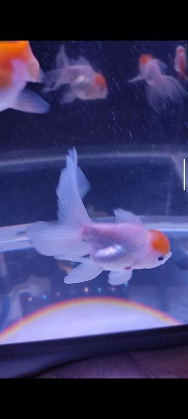 qızıl baliq: Qızıl balıq, Sülhsevər — 1