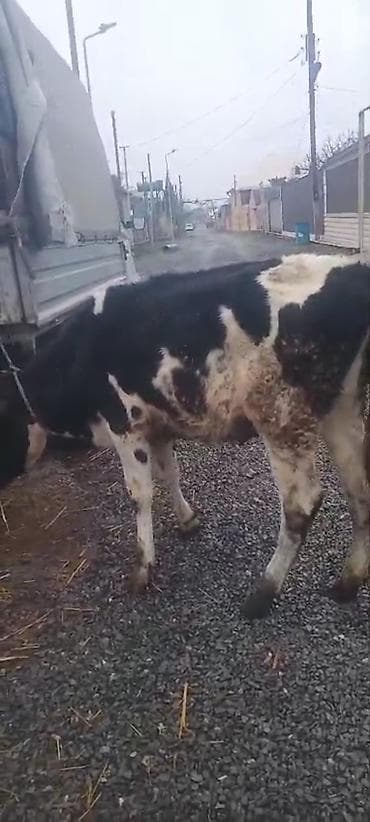 dana 2024: Dana, buzov, Dişi, Holsteyn, Simental, ay: 1, 170 kq, Damazlıq, Südlük, Ətlik — 3