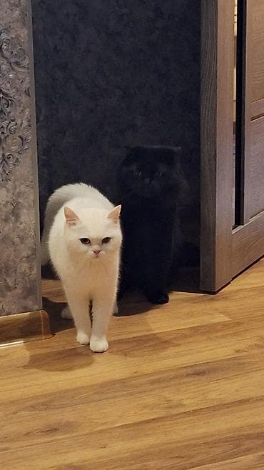 britain pişiyi: Türk anqora, Dişi, Yaxşı əllərə, Ünvandan götürmə — 2