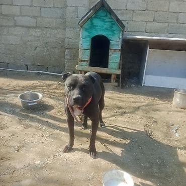 spits itleri: Pitbul — 3