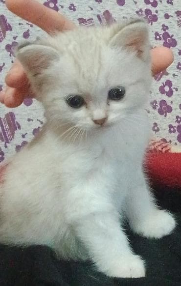 pişik yuvası: Yaxşı əllərə — 4