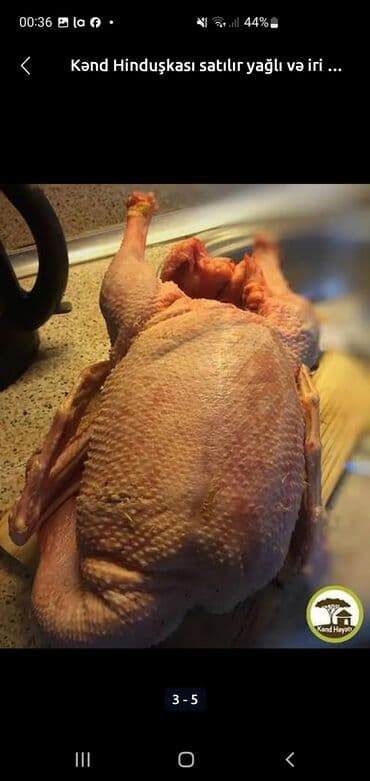 Akvariumlar: Kənd qazıı – iri çəkili və yağlı - Təbii şəraitdə bəslənmiş kənd — 1