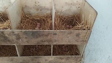 xarkov toyuqlar: Toyuq, Australorp, Damazlıq — 3