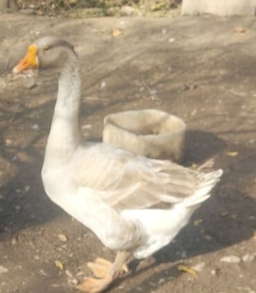 Qaymaq: Mayali qaz yumurtasi var isteyen varsa vp aktivdi elaqe saxlaya biler — 2