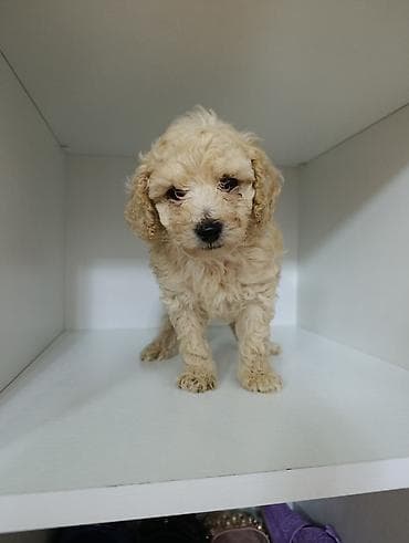 Ana pudel.Ata Pudel.Erkək bala.2 ayliq