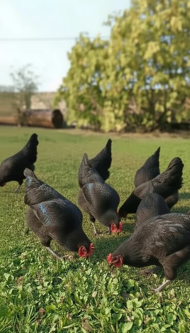 hind quşu baximi: Toyuq, Damazlıq — 4