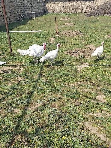amerikan bronz hinduşka: Ağ rəngli hinduşka sürüsü - Növ: Ağ geniş döşlü (white turkey) — 4
