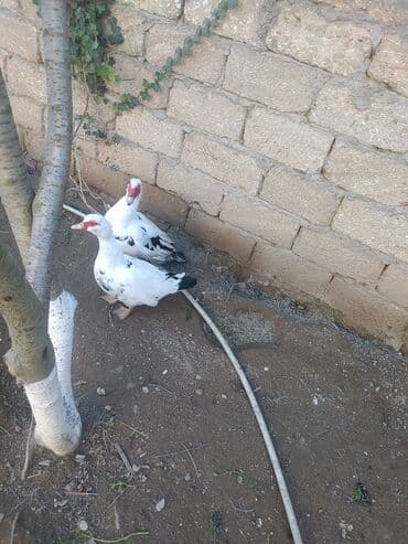 Inəklər, öküzlər: Erkək, | Lal ördək, Damazlıq, Ünvandan götürmə — 1