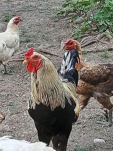 akvarium baliq adlari: Xoruz, il: 2, Ödənişli çatdırılma — 4
