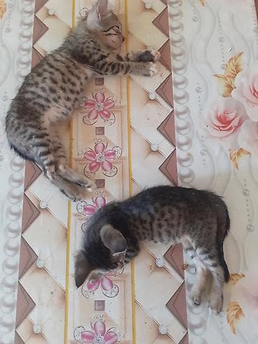 ucuz itlerin satisi: Lənkəranda etibarlı əllərə bala pişiklər🐈🐈🐈sahibləndirilir.İki — 4