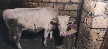 qara it sekilleri: Dana, buzov, Erkək, ay: 12, 130 kq, Ətlik — 4