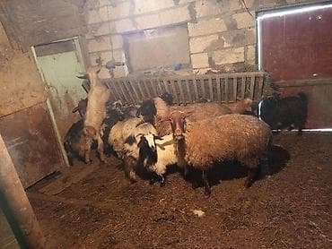 Dişi, il: 1, 20 kq, Damazlıq, Ünvandan götürmə, Ödənişli çatdırılma