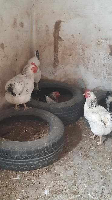 toyuğu: Toyuq, Damazlıq — 3