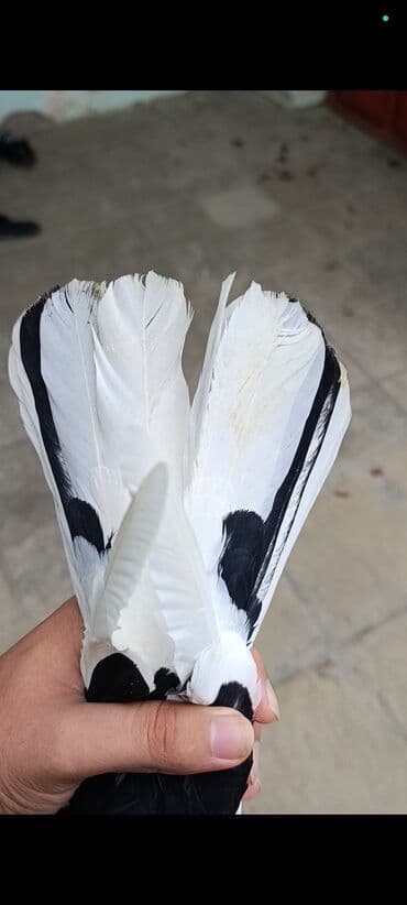 göyərçin yuvaları: 19 tük orta cırıq quyruq əfqanka erkək satılır. Şar oynaqdı. 1 ay olar — 5