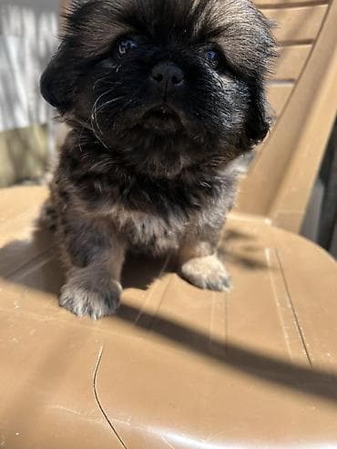pekines itlər: Pekines, 2 ay — 1