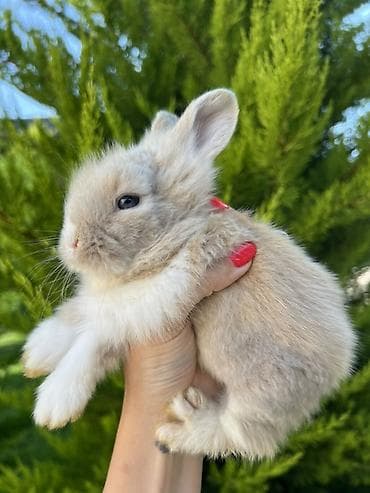 qax heyvan: Çox gözəl və nadir rəngə sahib Holland Lop balası satılır. Boynundakı — 1