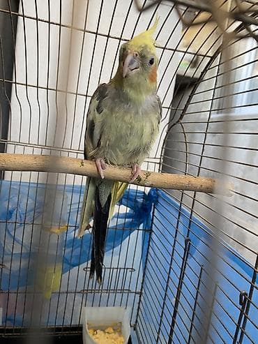 Nimfa (cockatiel) tutuquşu – sarı kəkilli, yanaqlarda narıncı “xal”lı lalafo.az -da Nimfa (cockatiel) tutuquşu – sarı kəkilli, yanaqlarda narıncı “xal”lı