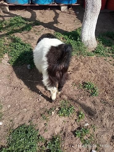 Quşlar: Dişi çəpiş. Təkəyə gəlib ya yox bilmirəm. bir yaşı yayda olacaq.biraz — 2