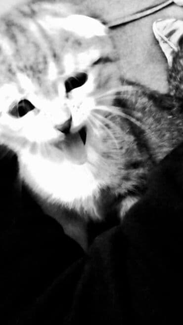 iri buynuzlu heyvanlarin satisi: Şotland yastı qulaq, Dişi, Yaxşı əllərə, Ünvandan götürmə — 4