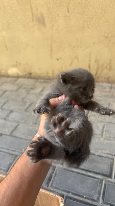 pișik: Yaxşı əllərə — 3