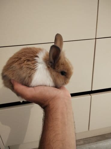 dovşan yuvasi: Salam karlık dovşan satılır böyuməyən erkəydi — 4