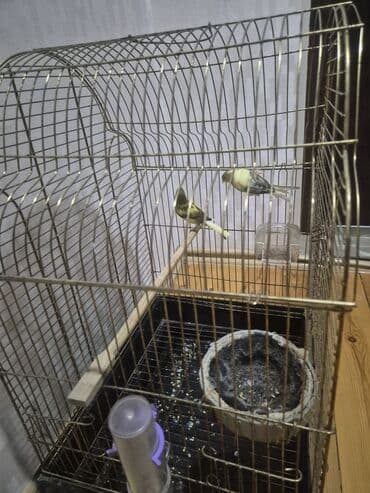 Kanarya Hazir cütdü 70 azn