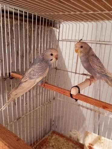 Собаки: Bir cutu 25 manat rengler muxdelifdi unvan Bileceri Xüsusiyyətlər: - — 5