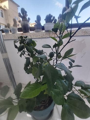 limon agacı: Limon ağacı. 50 azn — 1