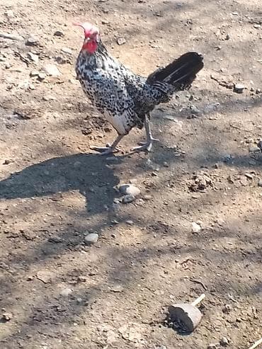 Salam herkese yaponka xoruzu satlr tekdı deye satram real alan yazzın — 4