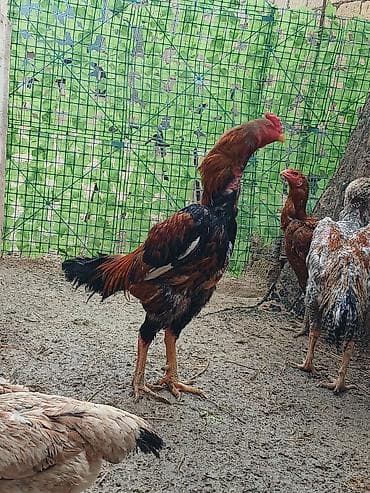 naxcivan heyvan elanlari: Oh wamo xoruzu temiz oh wamo alman qan deyiwmey isdeyirem deye ozine — 10