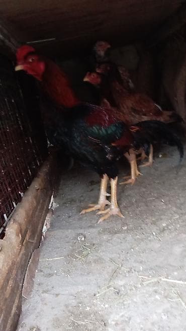 Salamın aleyküm görünüz heyratı satılır. meydanı yoxdur damazlıq — 3