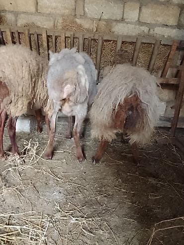 Salam xayiş edirəm bekar adamlar narahat eləməsin 2 si yeninidi 2 də