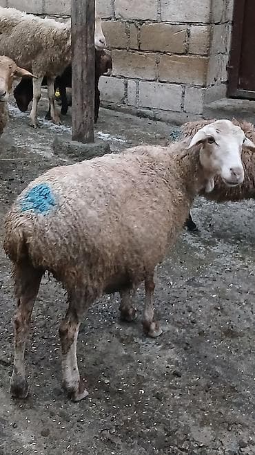 Dişi, il: 2, 25 kq, Ətlik, Ünvandan götürmə lalafo.az -da Dişi, il: 2, 25 kq, Ətlik, Ünvandan götürmə
