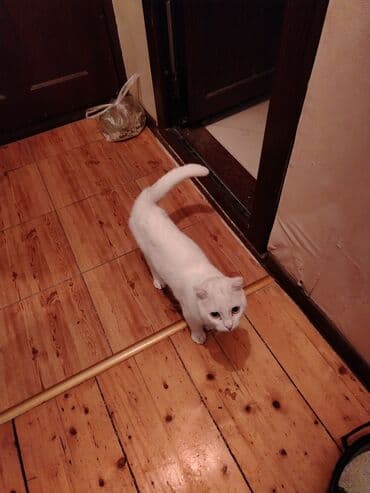 pişik çanta: Şotland yastı qulaq, Yaxşı əllərə — 9