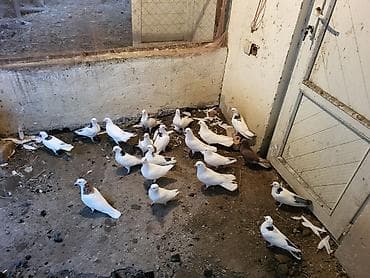 Heyvanlar üçün mallar: Tutulma quwlar icinde 5 eded bala var 20 ededdir tecili satilir tek — 2