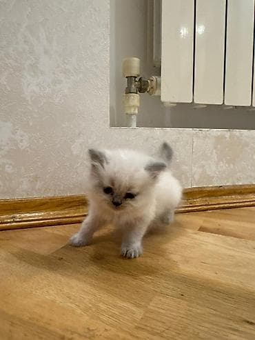 pişik evi: Erkək, Dişi, Yaxşı əllərə, Ünvandan götürmə, Pulsuz çatdırılma, Ödənişli çatdırılma — 2