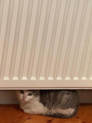 pişik cutləşmə: Yaxşı əllərə — 5