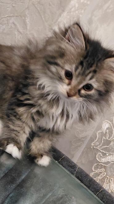 pişik həkimi: Tabbi, Dişi, Yaxşı əllərə — 6