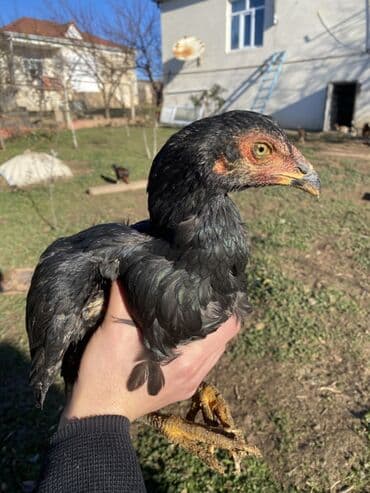 cücə və xoruz: Xoruz, il: <1, Ödənişli çatdırılma, Rayonlara çatdırılma, Ünvandan götürmə — 3