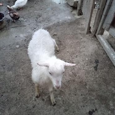 heyvan satisi tap az: Tam sağlam həyət heyvanıdı. 1 yaşı var. Real alıcıya endirim olacaq — 1