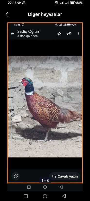 сетка для клетки попугая: Salam qırqovullar satılır .ünvan müşviqabad qəsəbəsi — 3