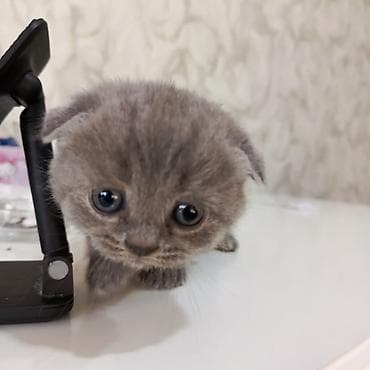 pişik baytarı: Şotland yastı qulaq — 2