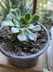 kalanxoye bitkisi: Her kimete var Otaq və balkon üçün dekorativ bitkilər kolleksiyası - — 23