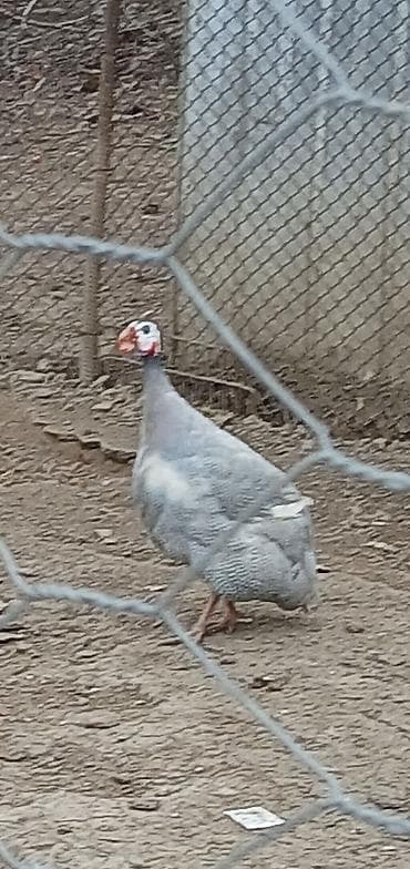 2 ədəd firən xoruzdular 1 ədəd heyratı yaxşı cins 50 azn barter var