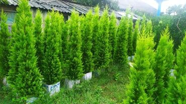 ananas ağacı: Thuja (qarpız yaşılı şam ailəsi) dekorativ iynəyarpaq ağacları - Növ — 2