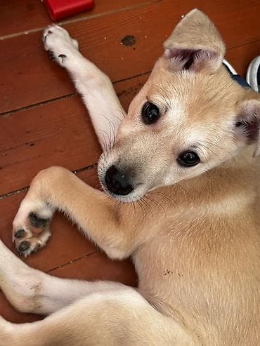 Infiniti: Retrivernən + malinuasınan qarışığ parodadırsahibləndirilir Adı — 1