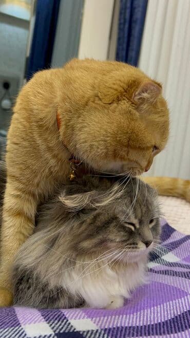 pişik cutleşdirmek: Şotland, Erkək, Cütləşmə üçün, Pulsuz çatdırılma — 5