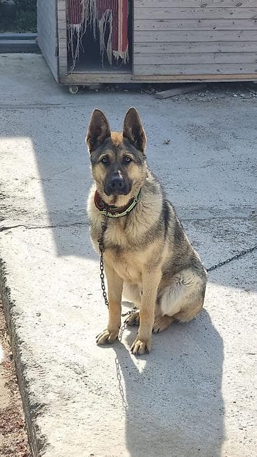 Alman çoban iti, 1 il, Erkek, Peyvəndli, Ünvandan götürmə, Pulsuz çatdırılma
