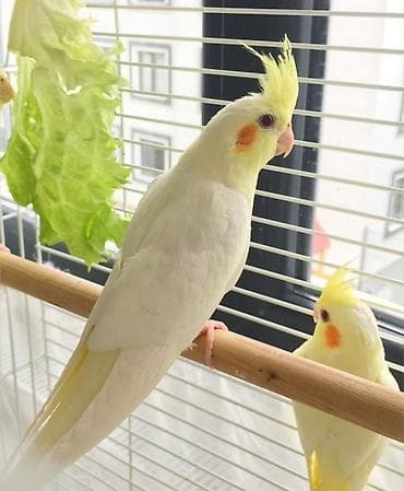 it bazari bakida: 🦜 Salam! Hazır əl quşlarımız mövcuddur 🗣️ Danışdirmaq üçün Sultan — 3